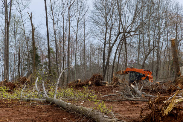 Best Arborist Consultation Services  in Meridian, CO