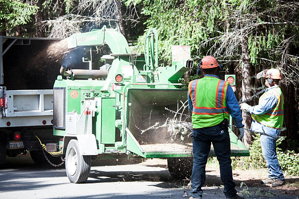 Best Palm Tree Trimming  in Meridian, CO